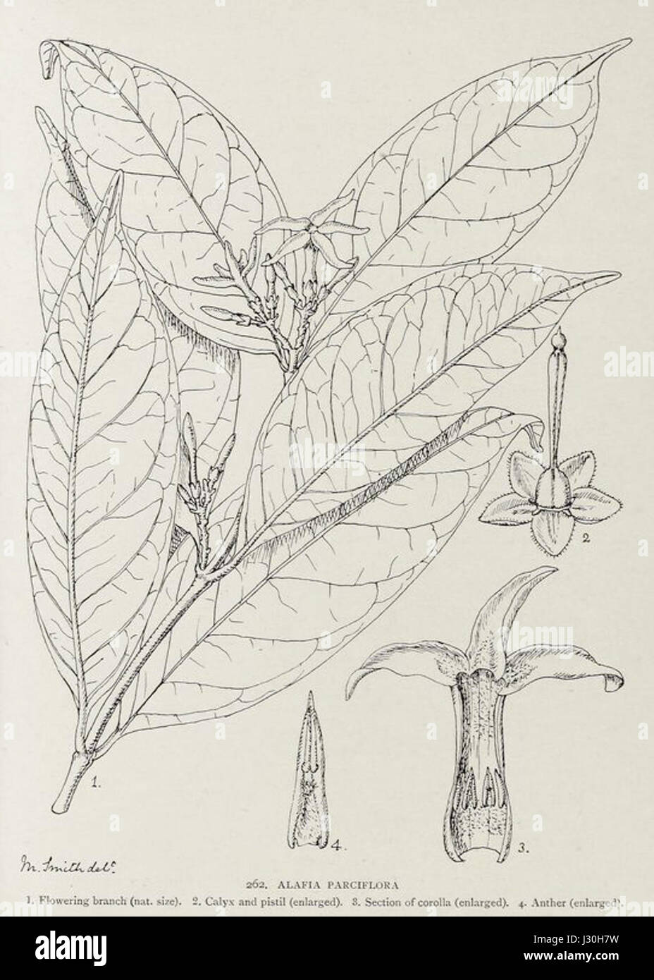 Alafia parciflora-1906 Stock Photo
