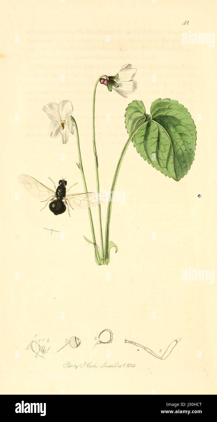 Illustration from the 'British Entomology' series, volume 1, plate 4 ...