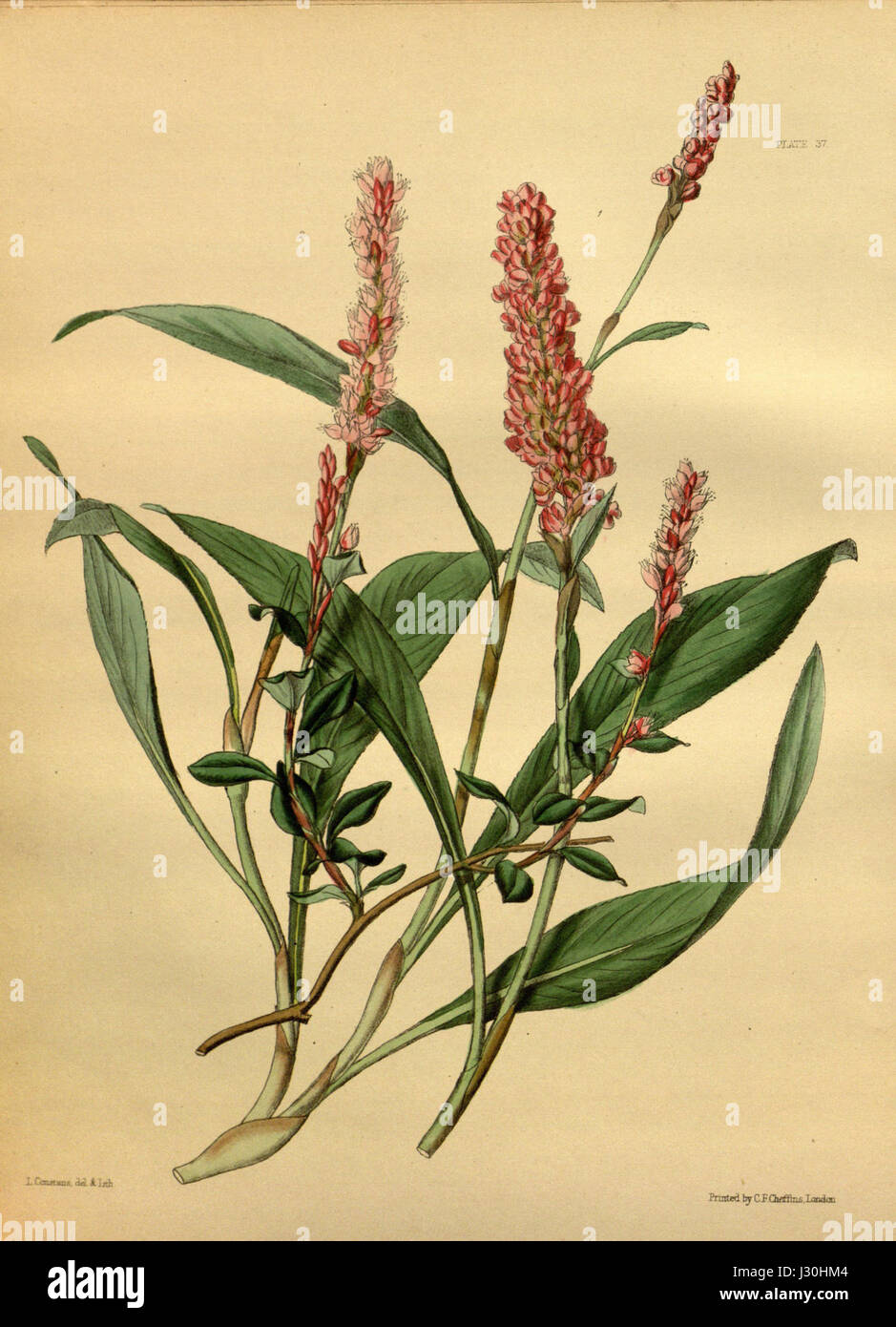 Bistorta affinis Paxton 037 Stock Photo