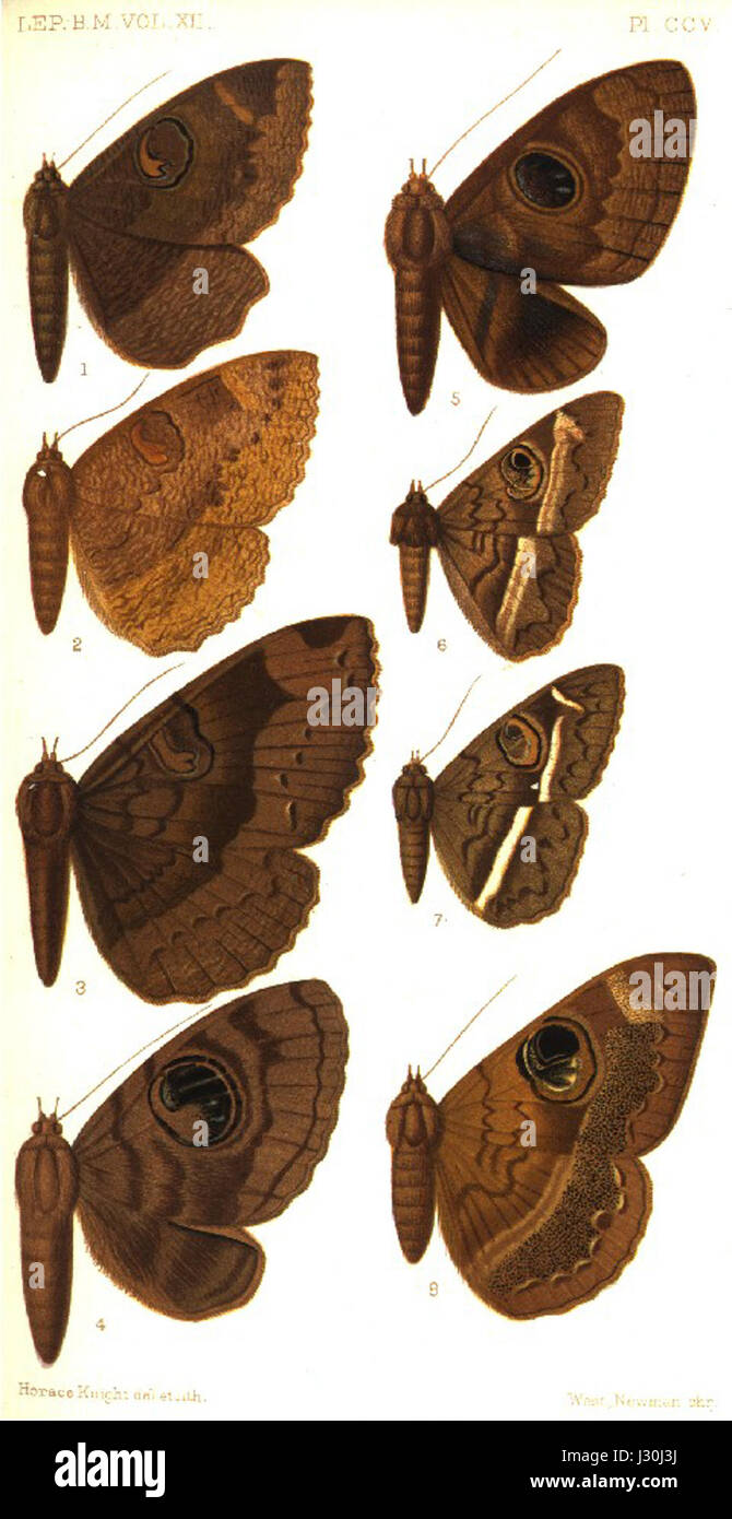 A catalog listing for a particular plate, numbered CCV, from a