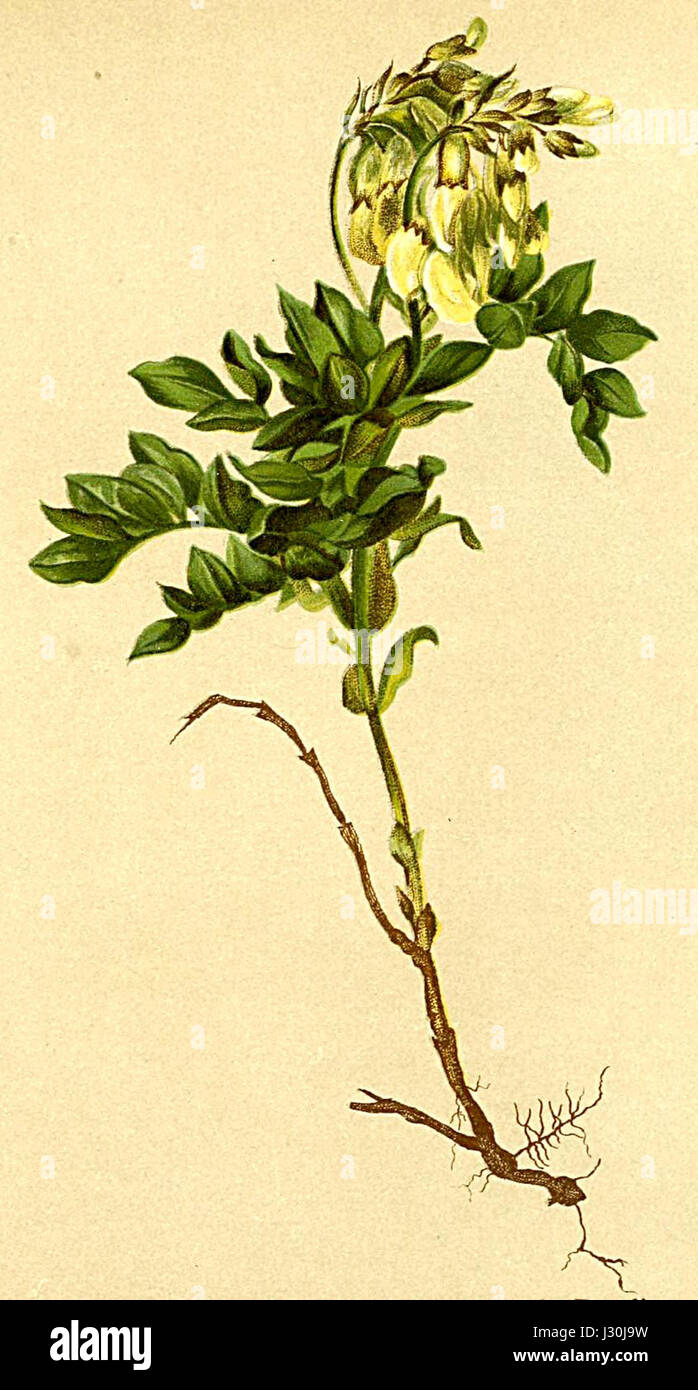 Astragalus frigidus Atlas Alpenflora Stock Photo