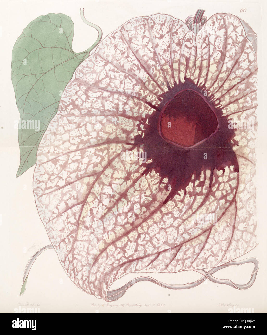 Aristolochia grandiflora (A. gigas) Edwards's Bot. Reg. 28.60.1842 Stock Photo
