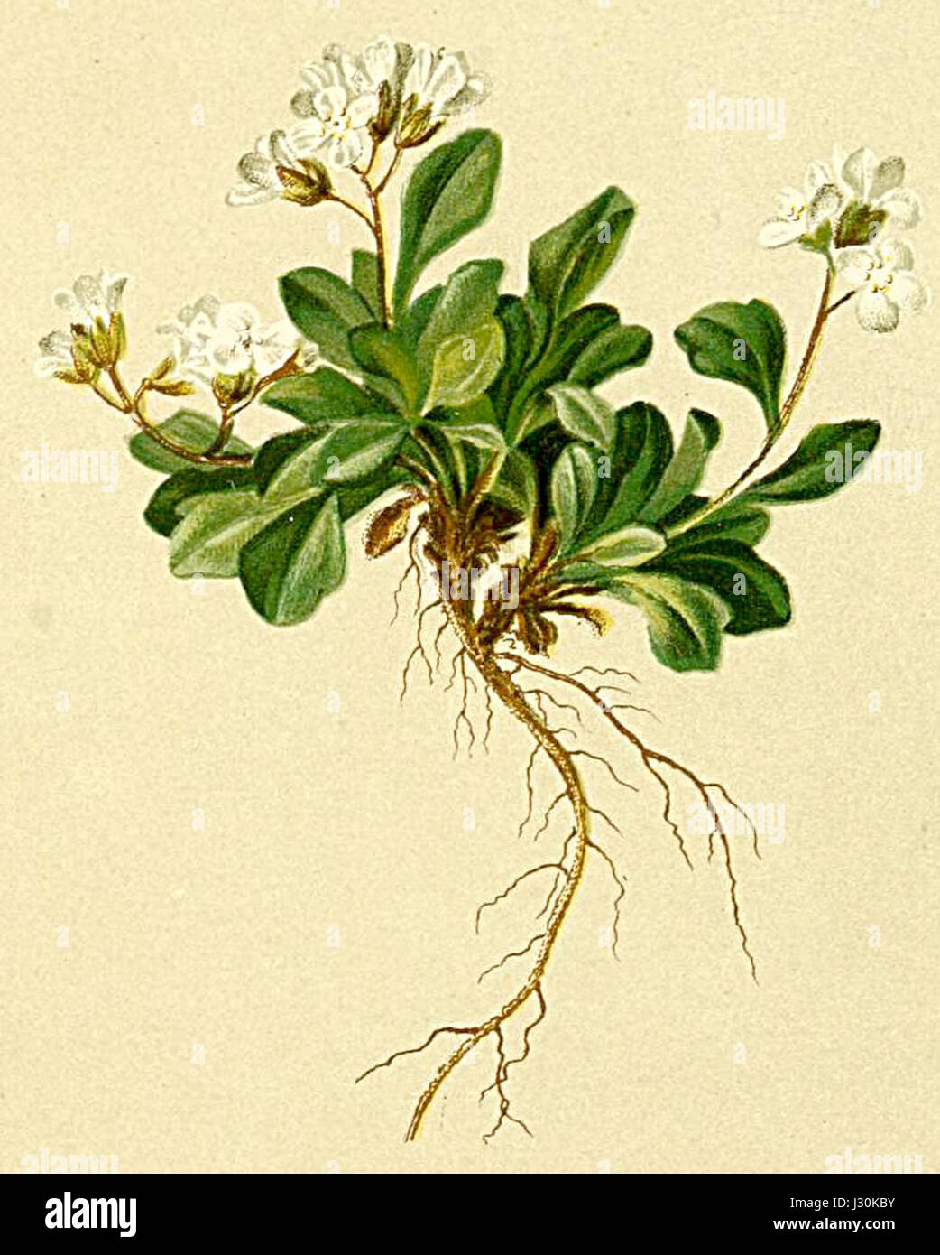 Cardamine bellidifolia Atlas Alpenflora Stock Photo