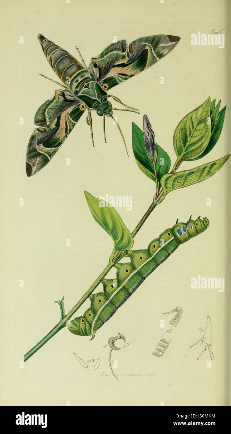 Variety of detailed illustrations of insects hi-res stock photography ...