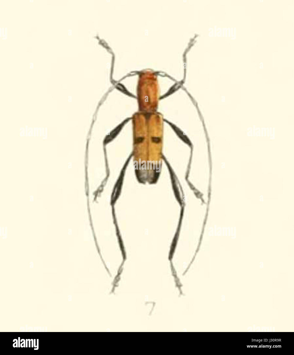 Timiri Insect Aridaeus timoriensis, a species described in 1894, is a type of insect ...