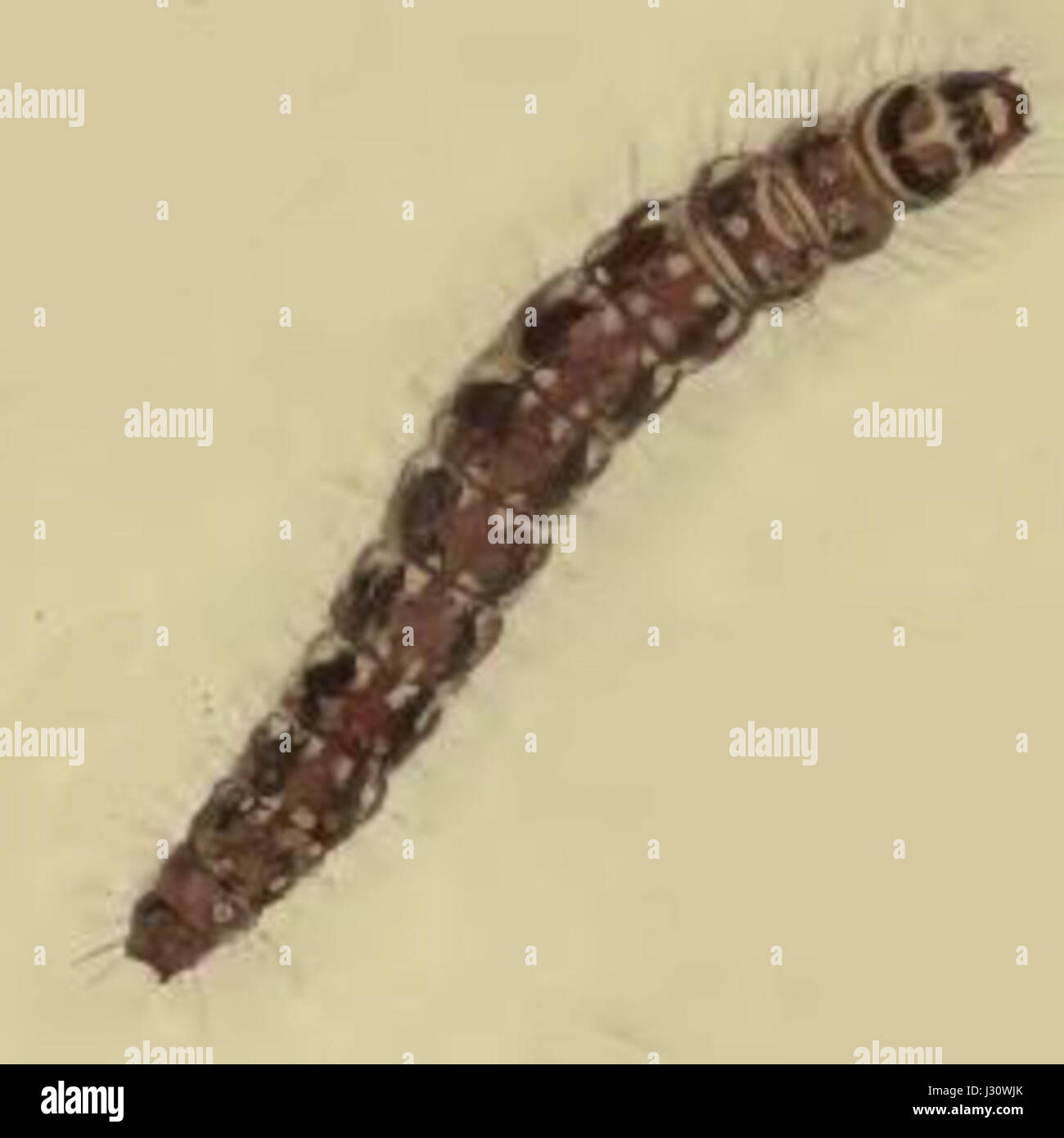 Aristotelia ericinella larva Stock Photo
