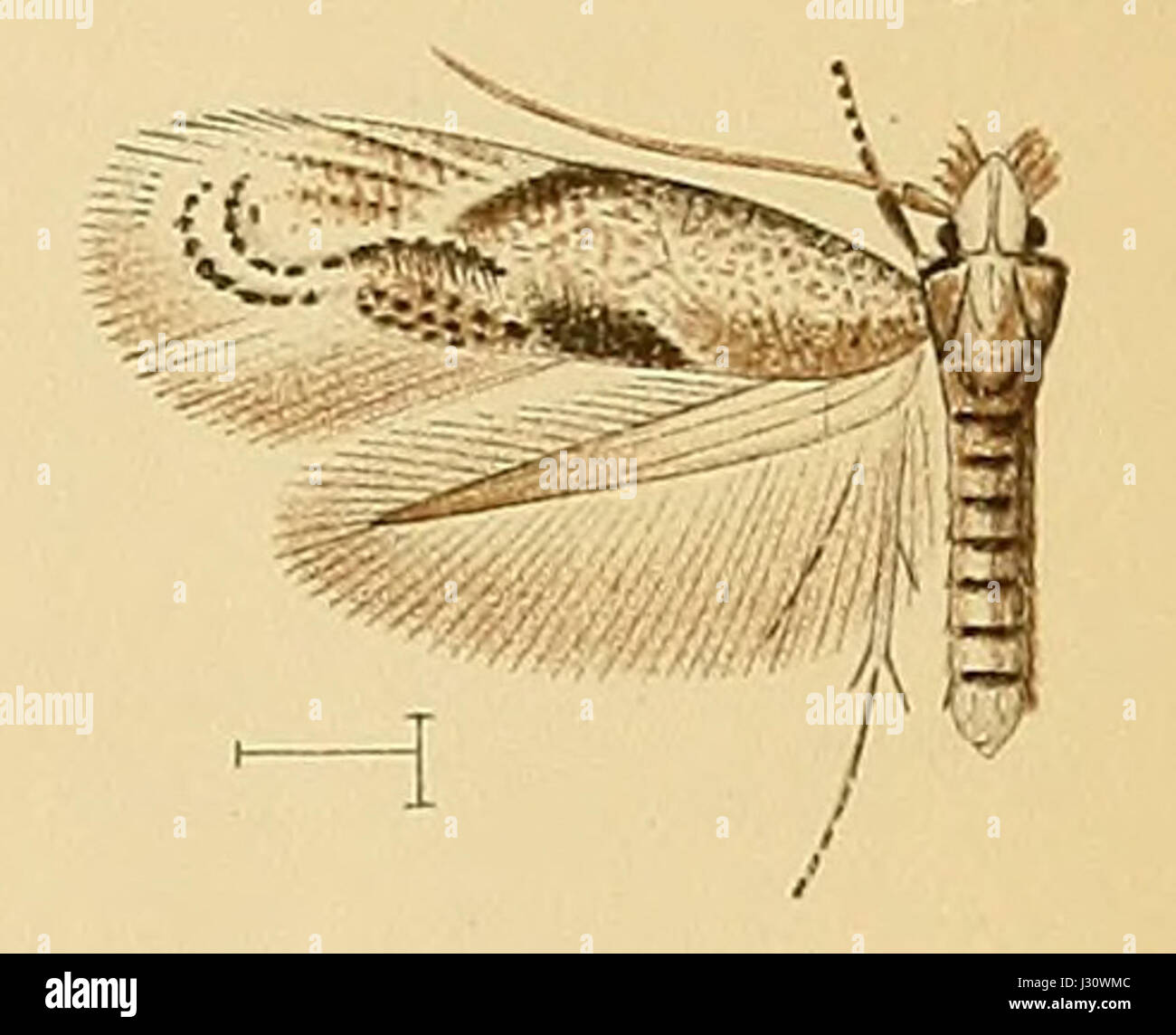 Bucculatricidae moth hi-res stock photography and images - Alamy