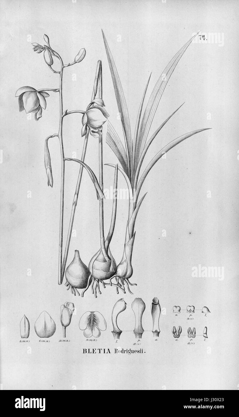 Bletia catenulata (as Bletia rodriguesii) - Fl.Br.3-5-74 Stock Photo
