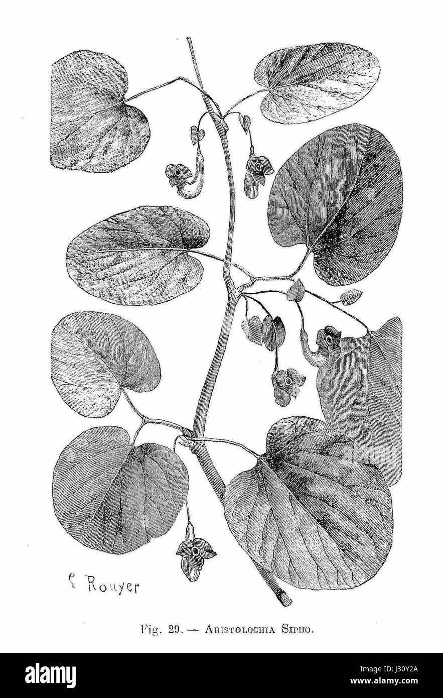 Aristolochia sipho (dessin) Stock Photo