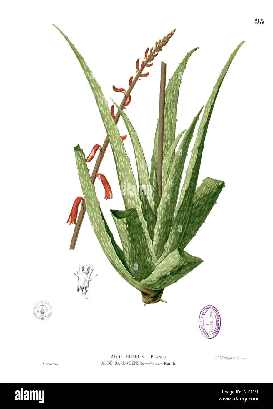after sun lotion mit aloe vera SpaLife