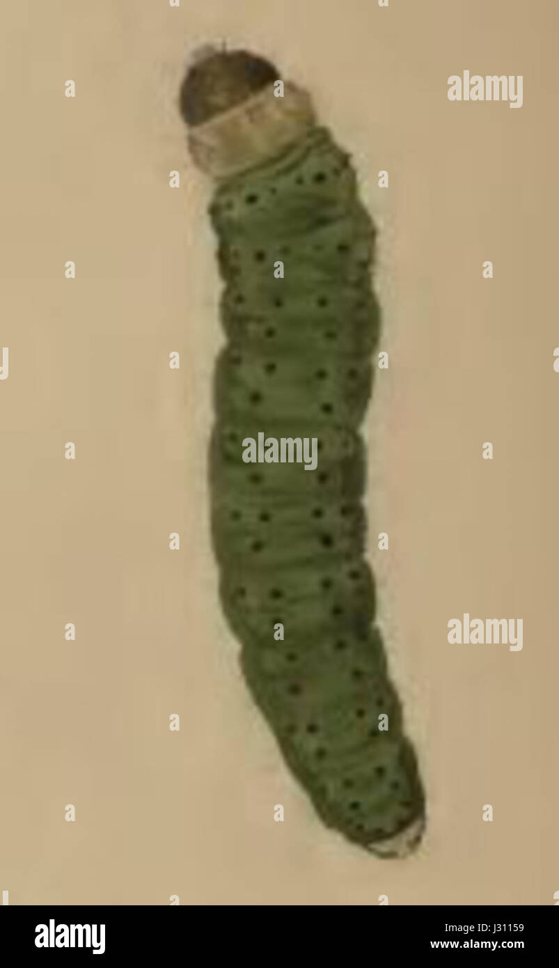 Putrid Insects The larva of Agonopterix putridella, a species of moth in the family ...