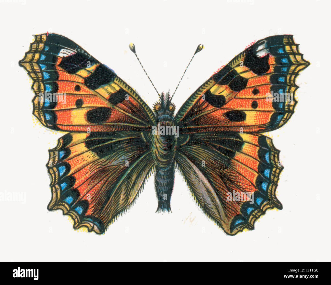 Aglais urticae drawing hi-res stock photography and images - Alamy