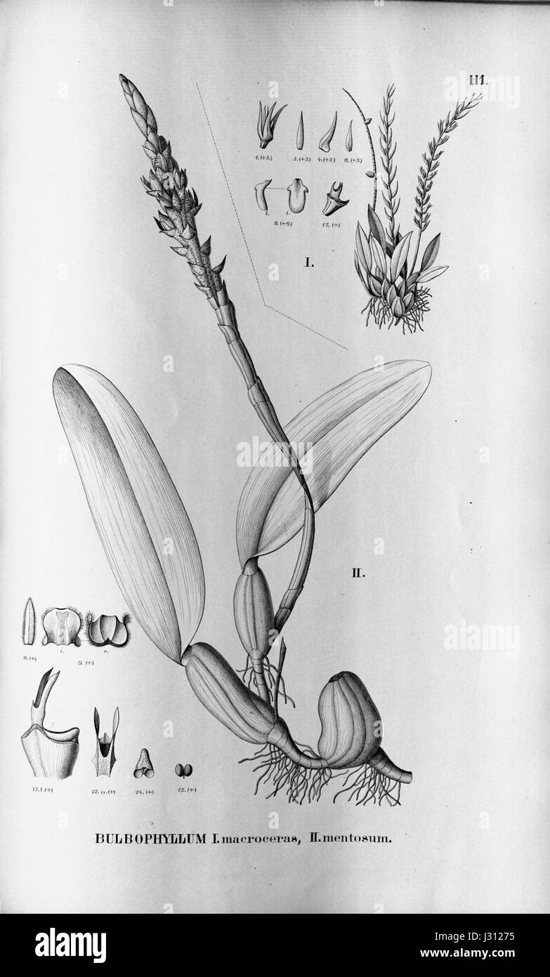 Bulbophyllum macroceras - Bulbophyllum mentosum - Fl.Br. 3-5-111 Stock Photo