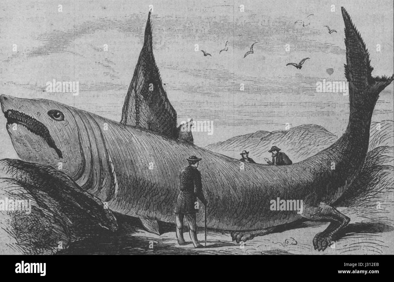 Basking shark Harper's Weekly October 24, 1868 Stock Photo - Alamy