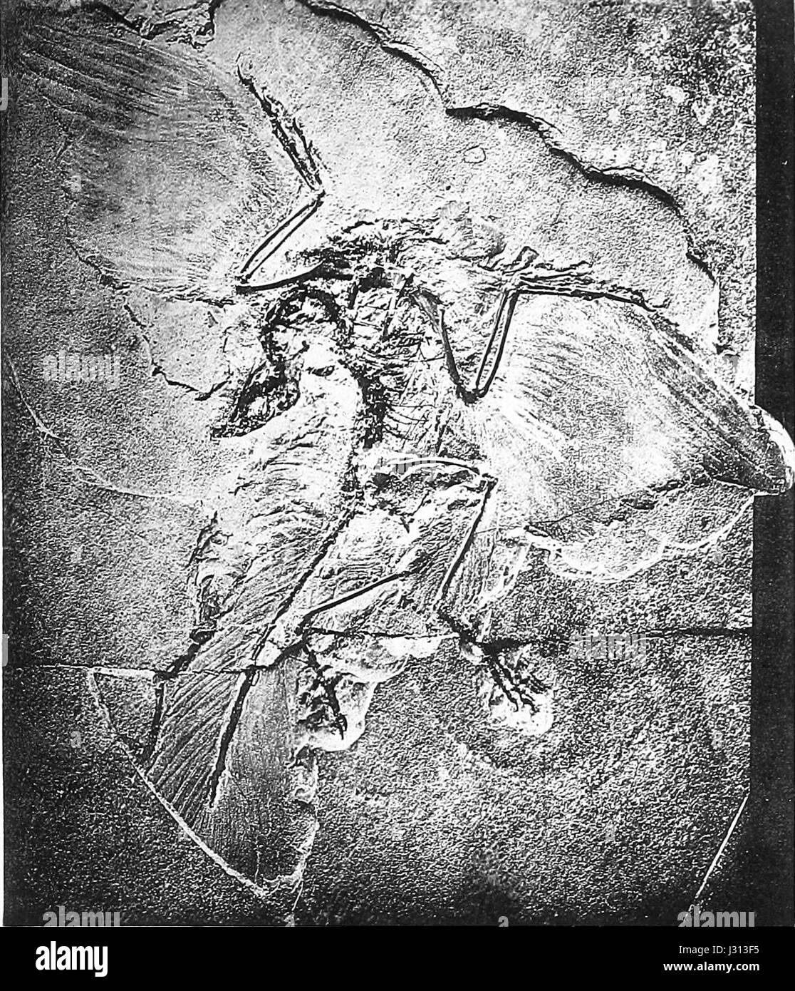 Archaeopteryx lithographica hires stock photography and images Alamy