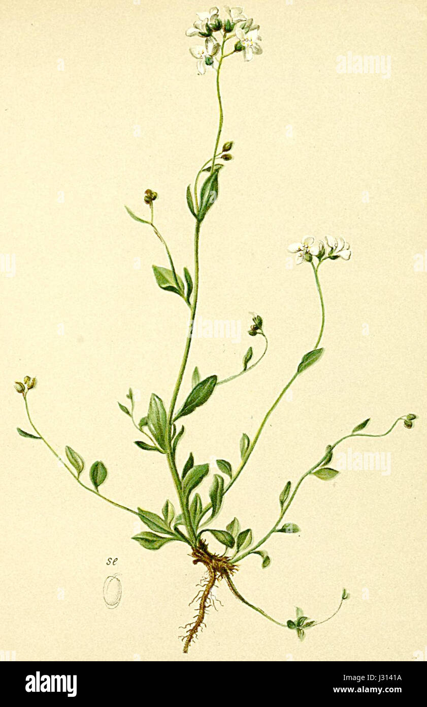 Cardaminopsis halleri Atlas Alpenflora Stock Photo
