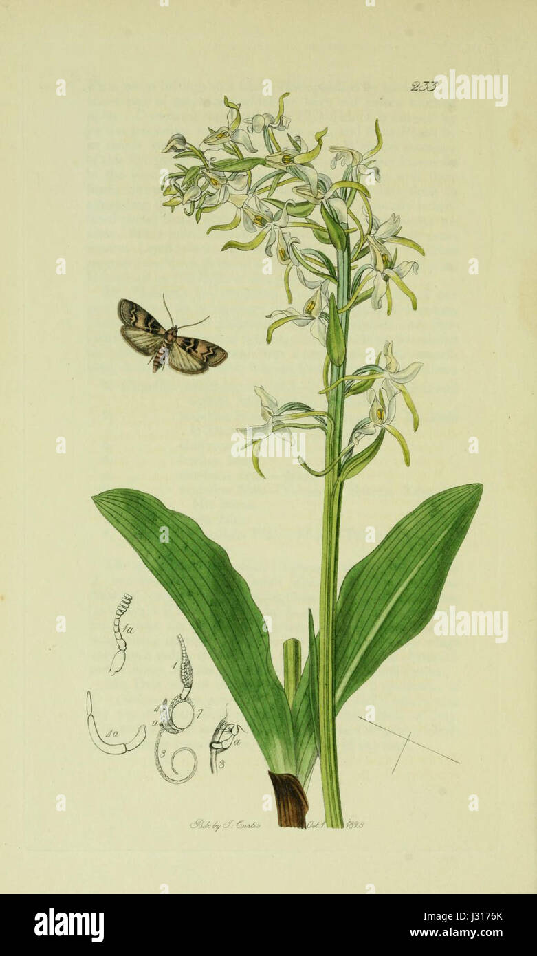 This title refers to an illustration from volume 6 of 'British ...