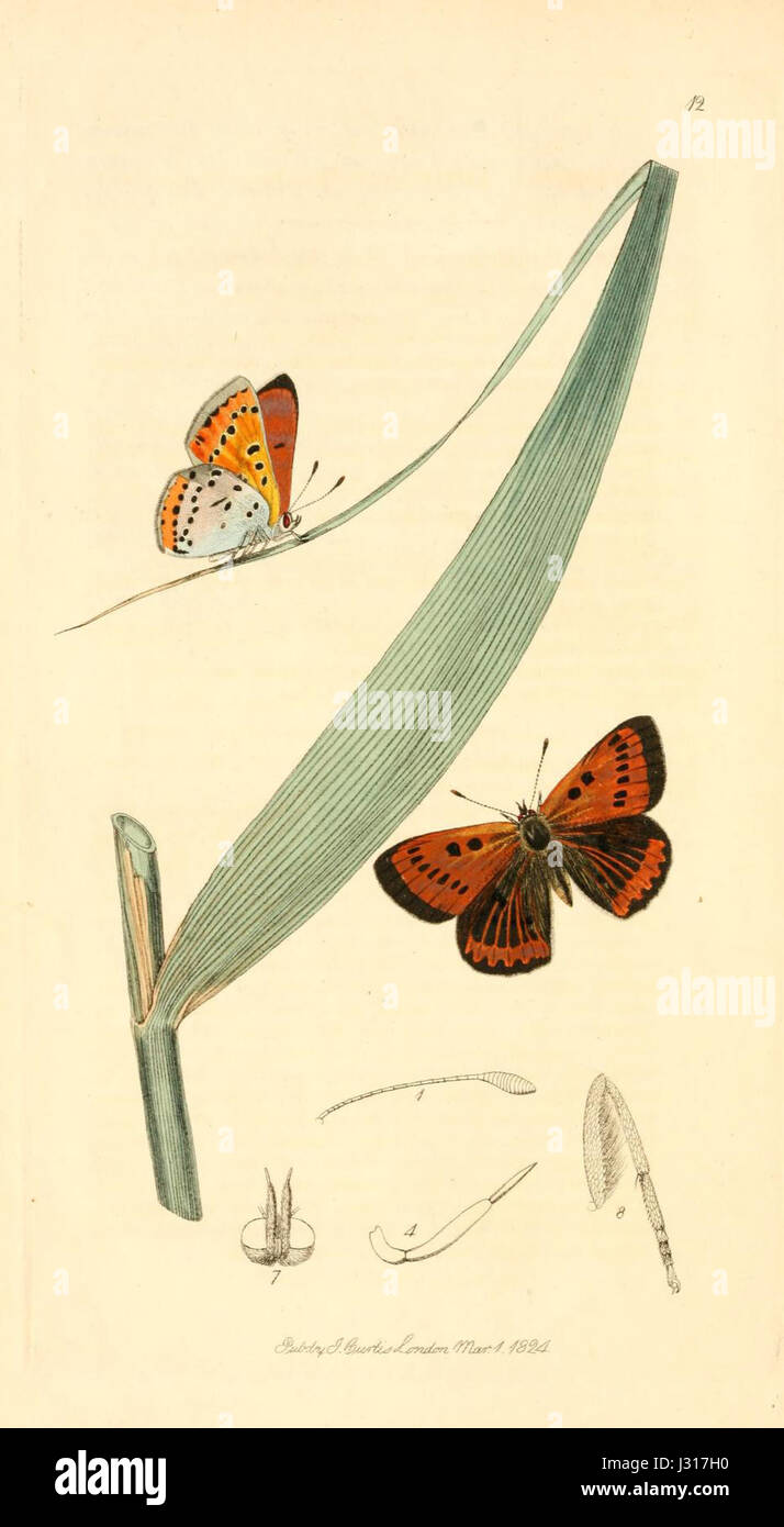 'British Entomology Volume 1 Plate 12' features an illustration from ...