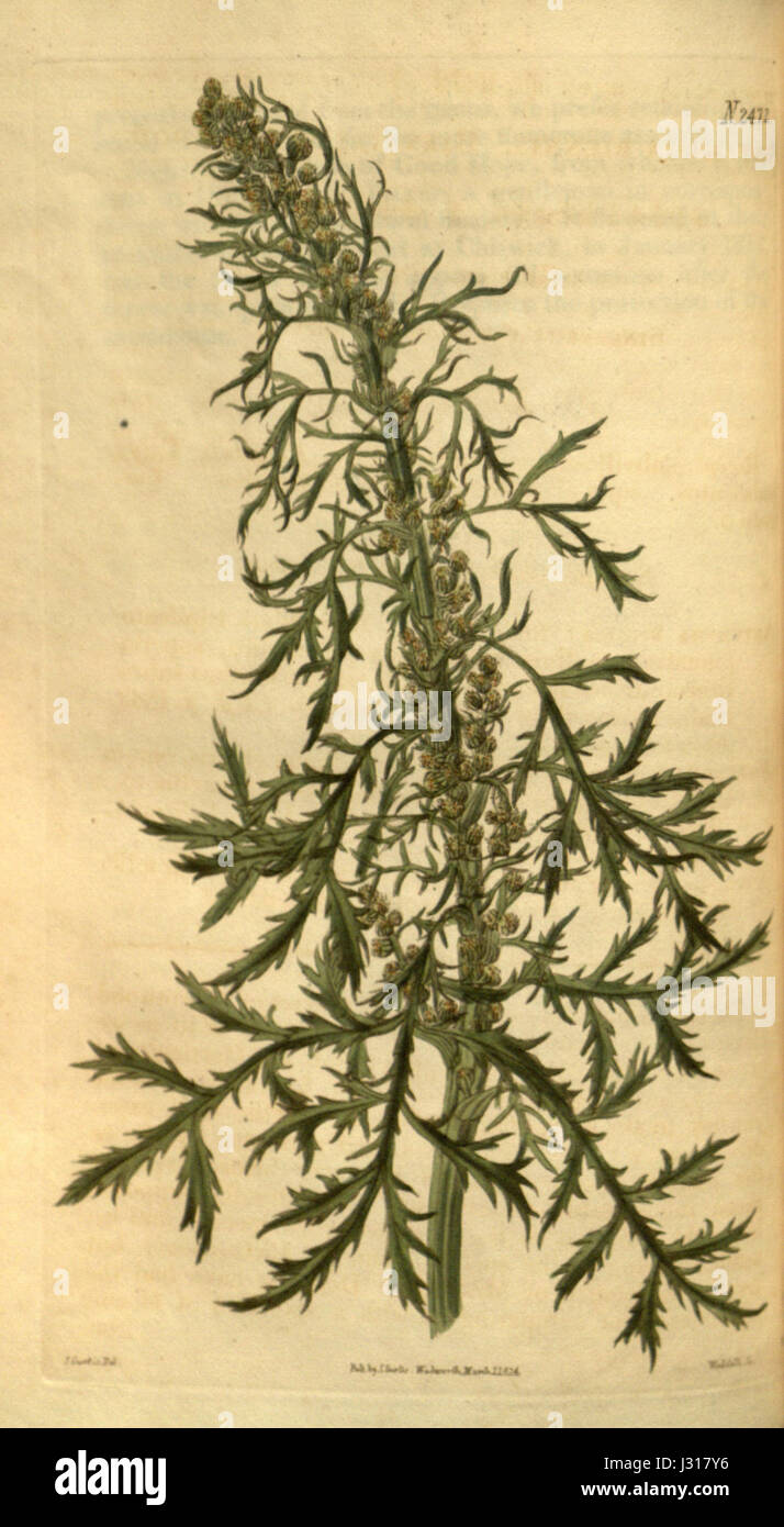 Artemisia biennis Stock Photo