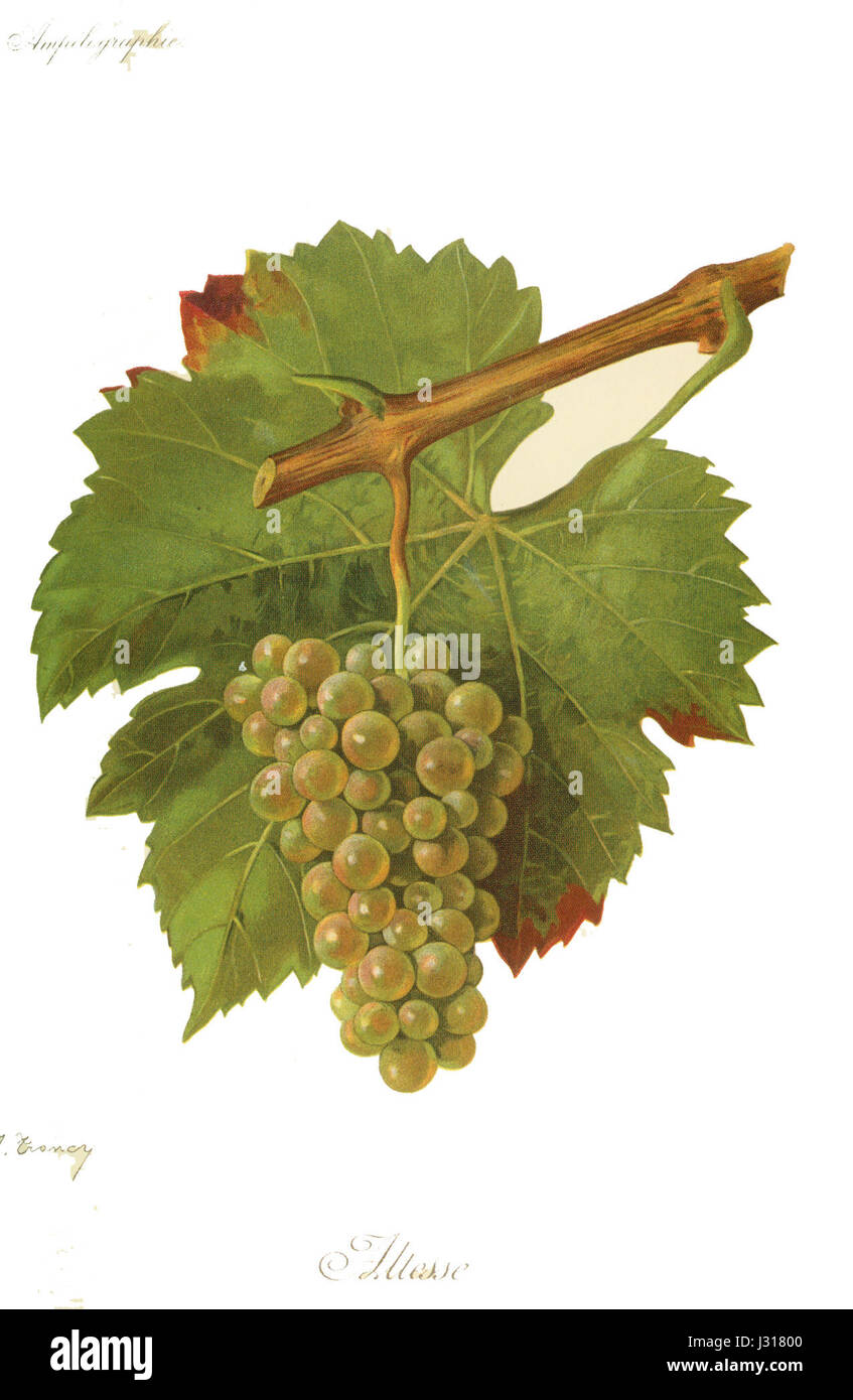 Altesse Savoie refers to a title in the Savoie region of France. This noble title was used historically to refer to high-ranking individuals in the region's aristocracy, reflecting the area's royal and noble history. Stock Photo