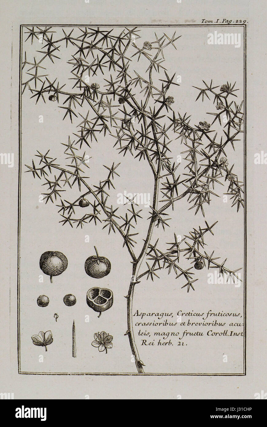 Asparagus, Creticus fruticosus, crassioribus et brevioribus acuteis, magno fructu Coroll Inst Rei Herb 21 - Tournefort Joseph Pitton De - 1717 Stock Photo