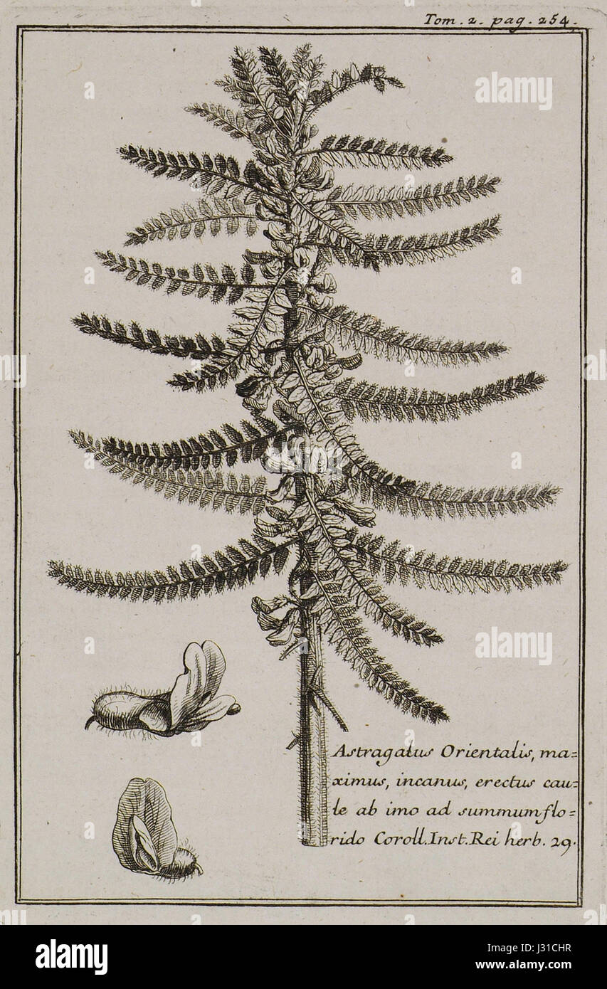 Astragalus Orientalis, maximus, incanus, erectus caute ab imo ad summum florido Coroll Inst Rei herb 29 - Tournefort Joseph Pitton De - 1717 Stock Photo