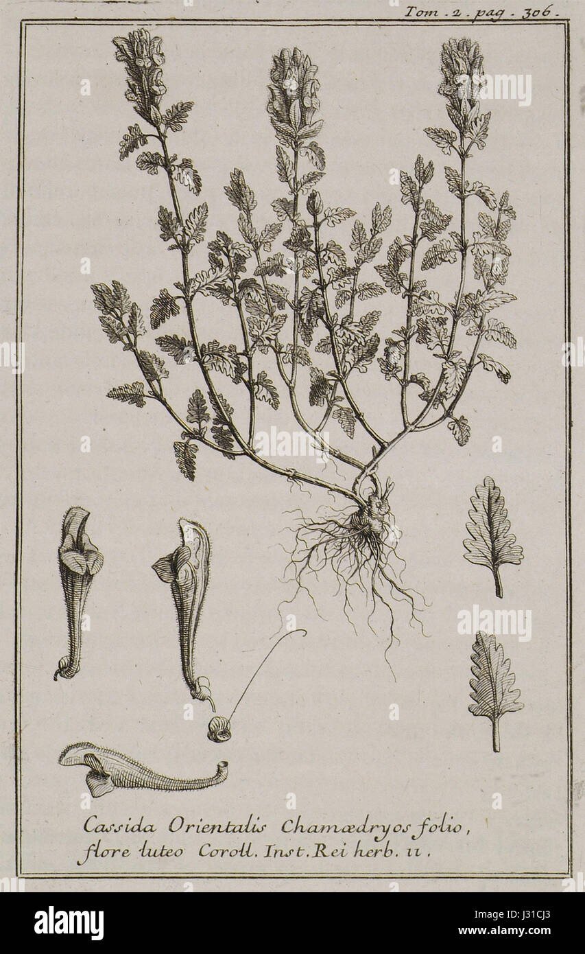 Cassida Orientalis Chamedryos folio, flore luteo Coroll Inst Rei herb 11 - Tournefort Joseph Pitton De - 1717 Stock Photo