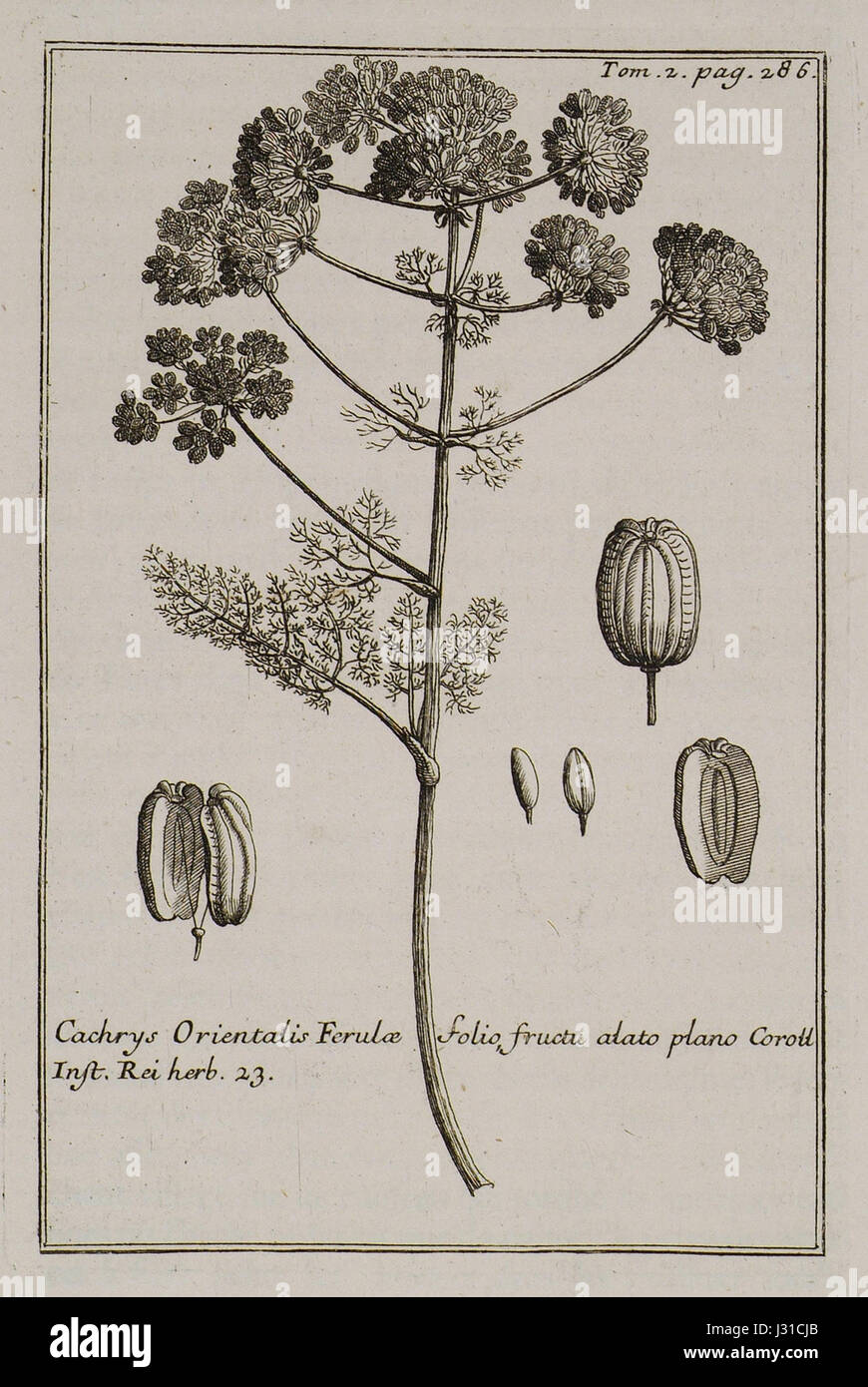 Cachrys Orientalis Ferulae folio fructu atato plano Coroll Inst Rei herb 23 - Tournefort Joseph Pitton De - 1717 Stock Photo
