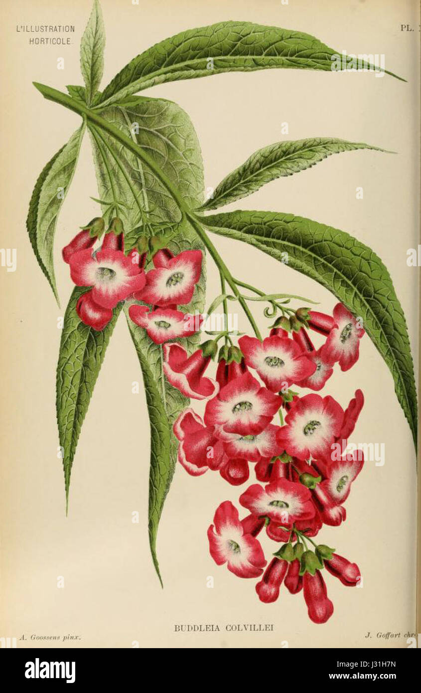 Buddleja colvilei - Illustration horticole vol 41 pl 10 (1894) Stock Photo