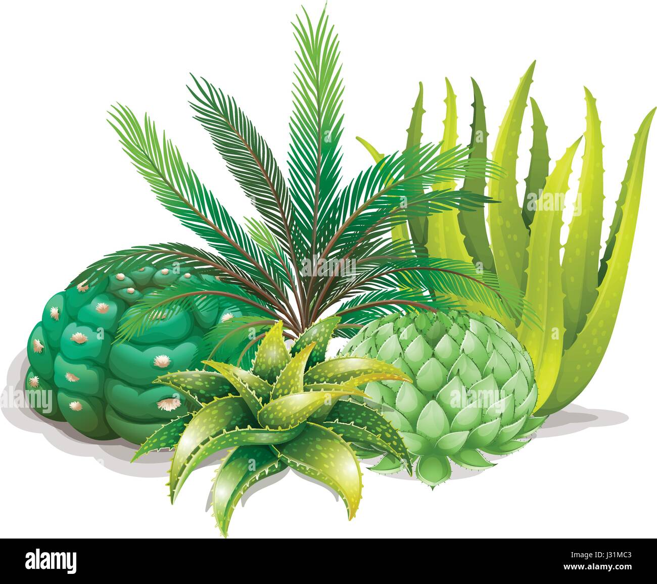Different types of plants in one garden illustration Stock Vector Image ...