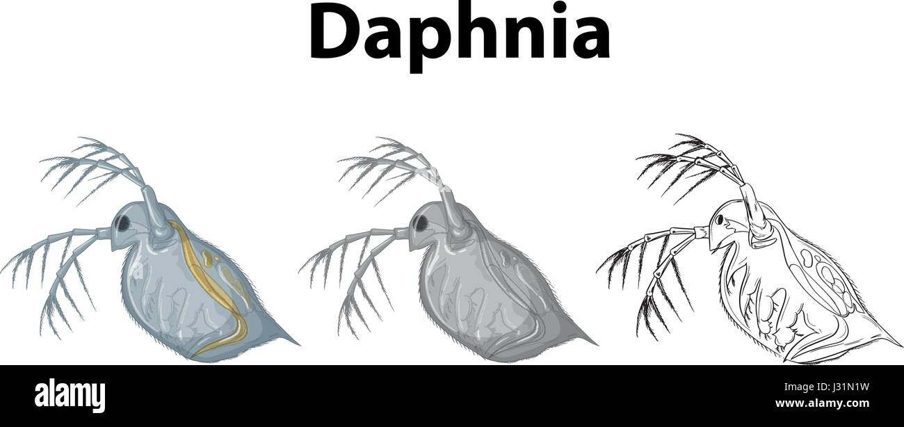 Doodle Character For Daphnia Illustration Stock Vector Image Art Alamy doodle-character-for-daphnia-illustration-stock-vector-image-art-alamy