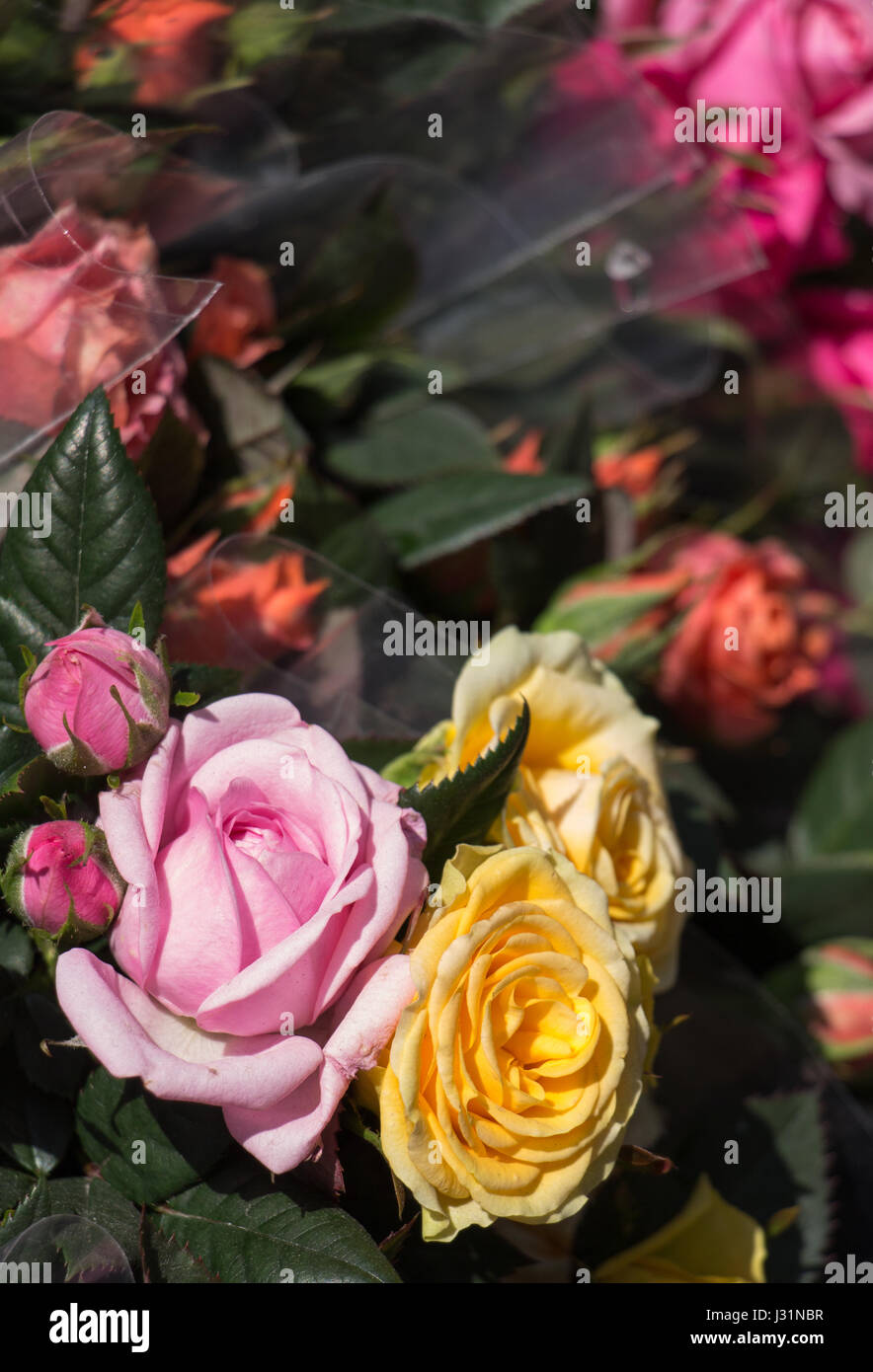 Beautiful fresh flowers as a nature background Stock Photo - Alamy