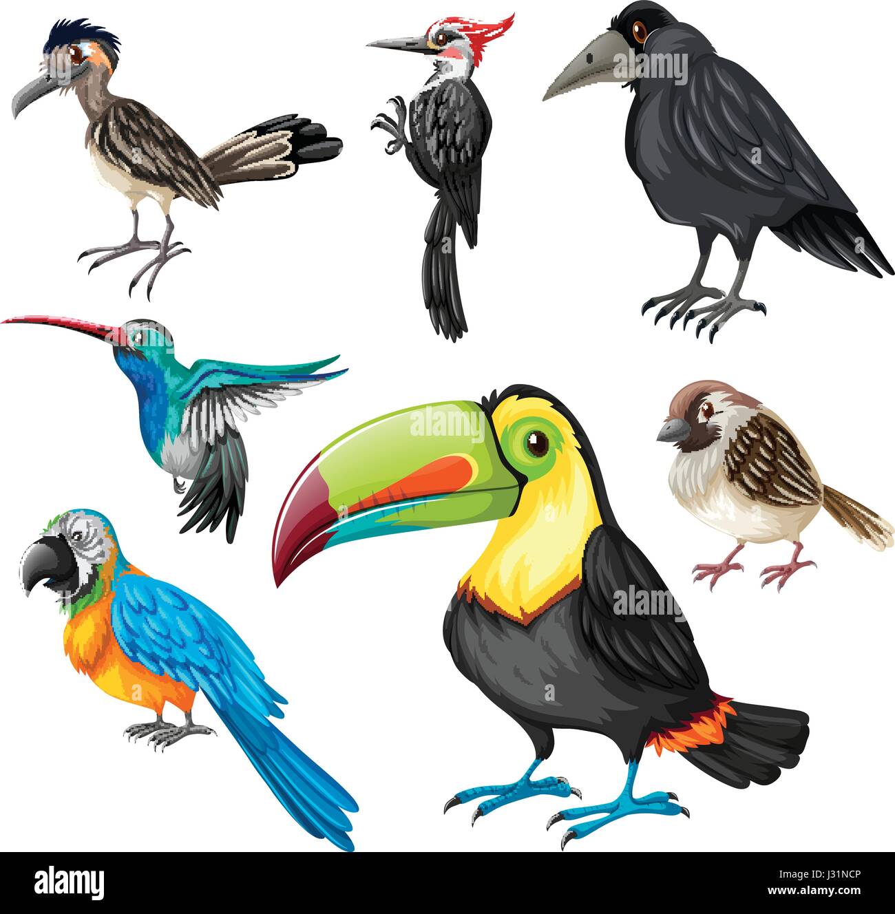 Different types of wild birds illustration Stock Vector Image & Art - Alamy