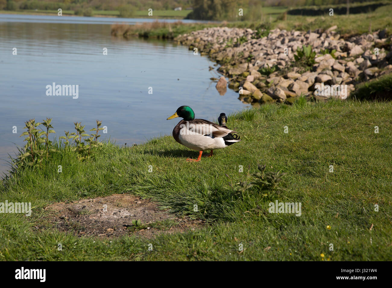 Rutland Water, UK. 2nd May, 2017. UK Weather. Blue skies over Rutland