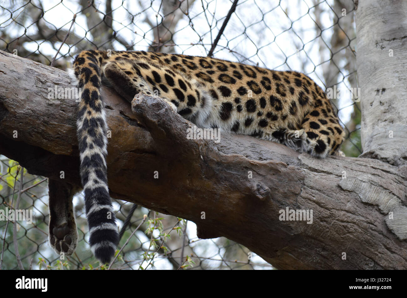 Amur leopard paws hi-res stock photography and images - Alamy