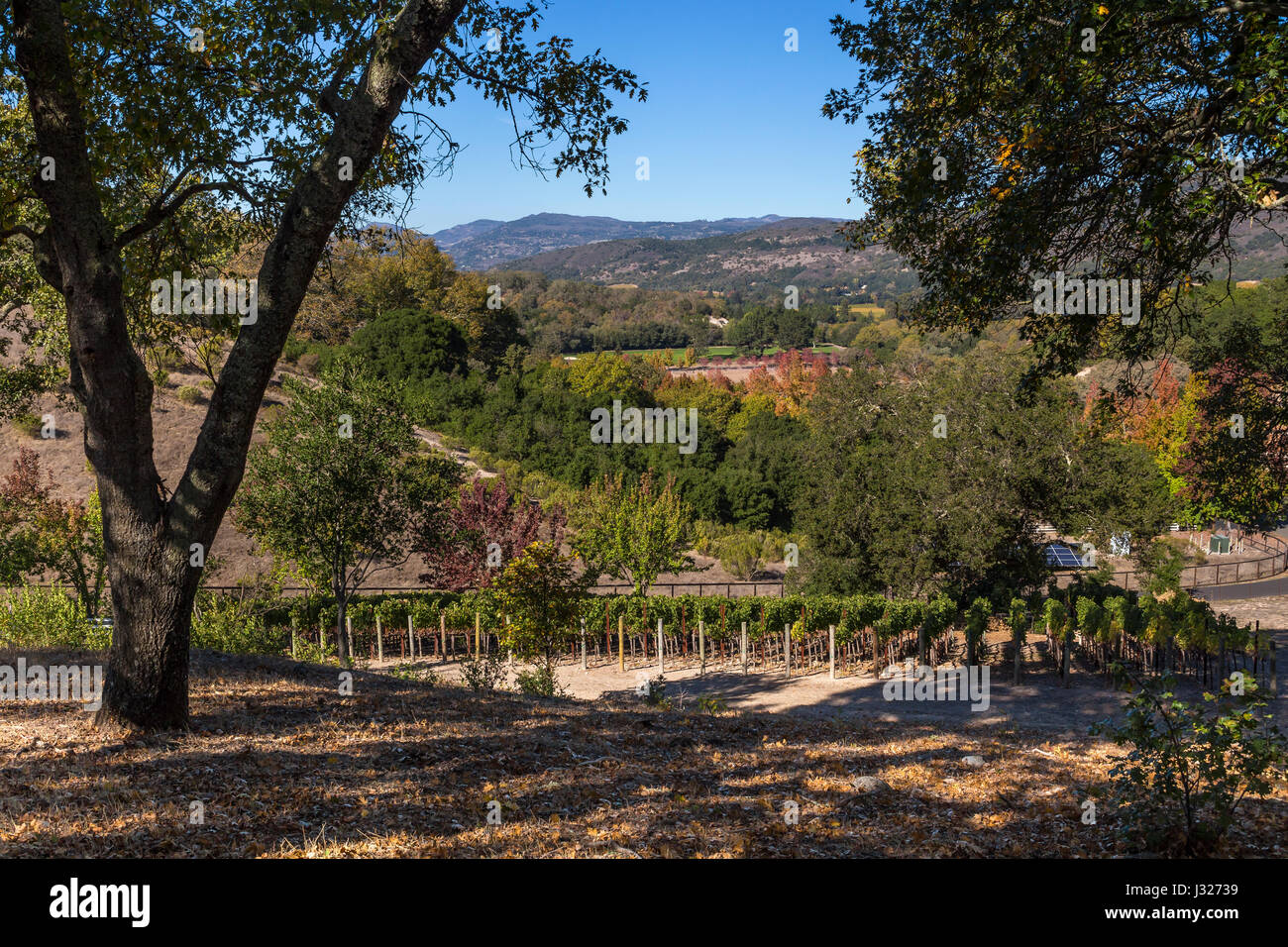 grape vineyard, vineyard, Coombsville Viticultural Area, Napa, Napa Valley, California Stock Photo