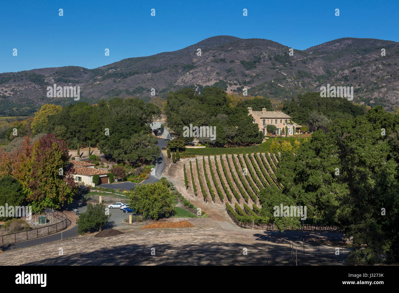 grape vineyard, vineyard, Sodaro Estate Vineyard and Winery, Napa, Napa Valley, California Stock Photo