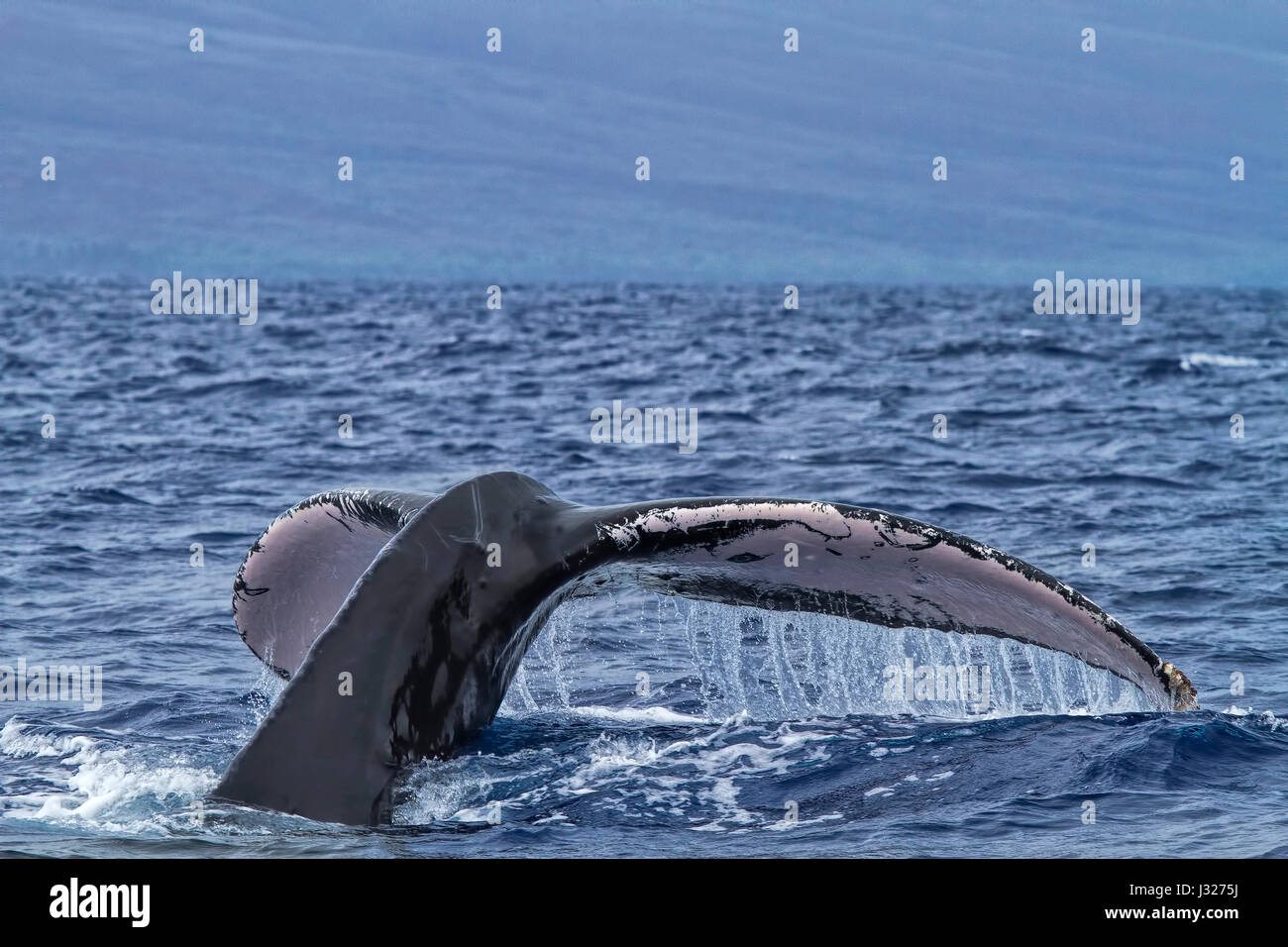 Humpback whale with tail coming up to the surface on Maui near Lahaina ...