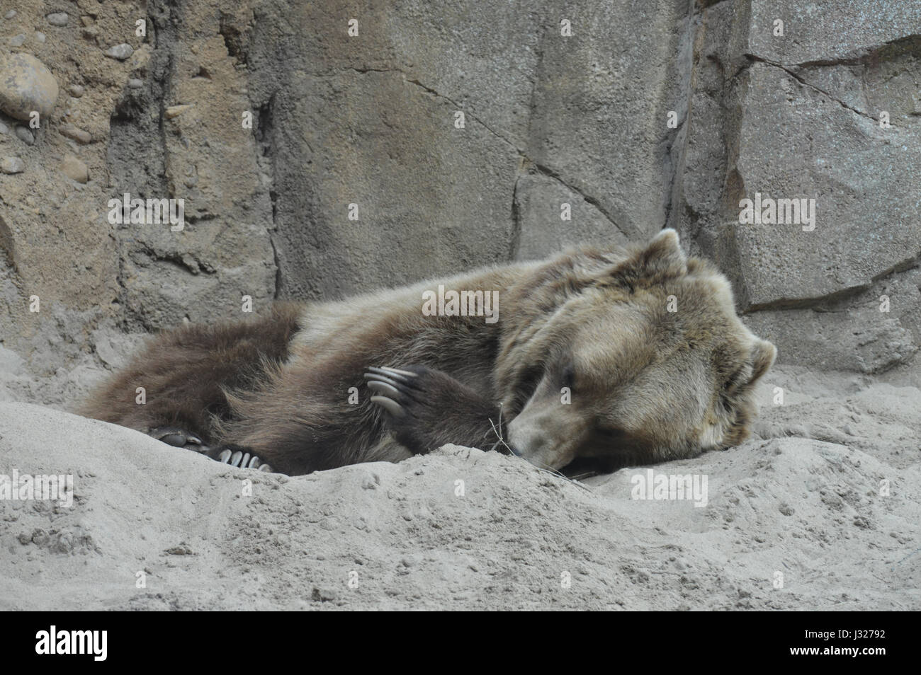 Bear hole hi-res stock photography and images - Alamy