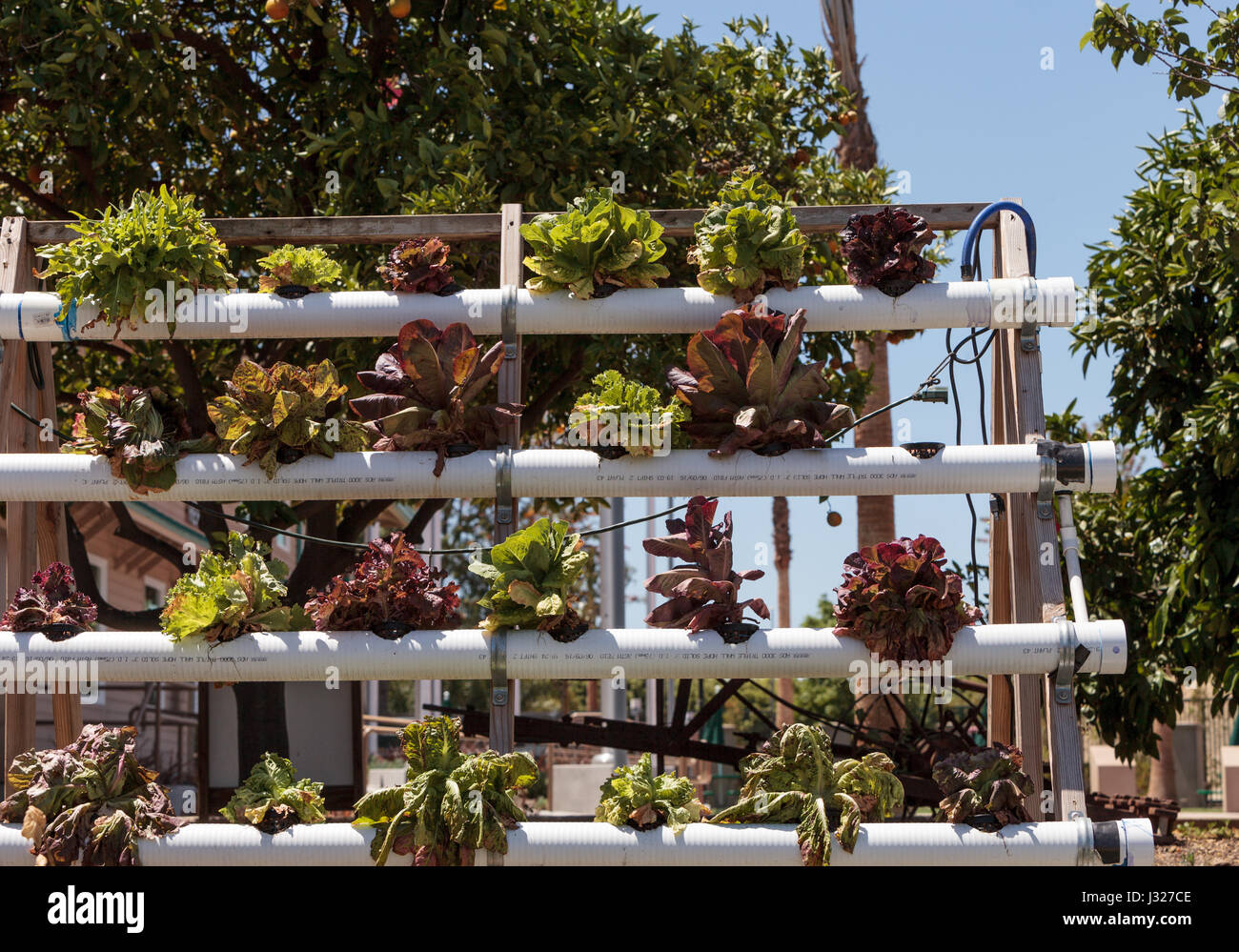 Fresh leaf lettuce grows in a PVC pipe above ground on a small organic