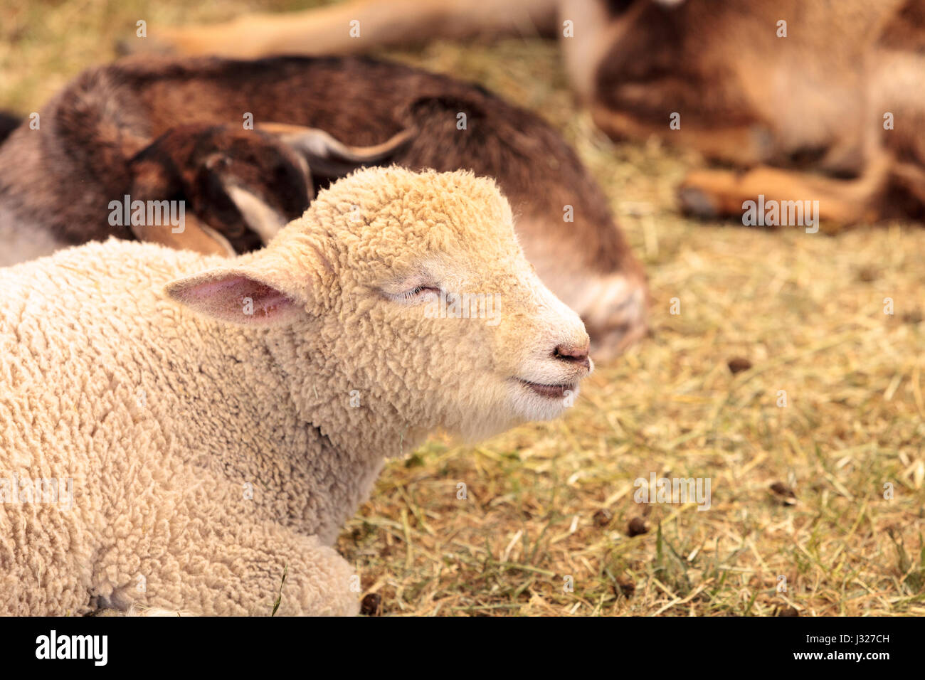 Young lamb sheep rests in a pen on a farm in summer Stock Photo - Alamy