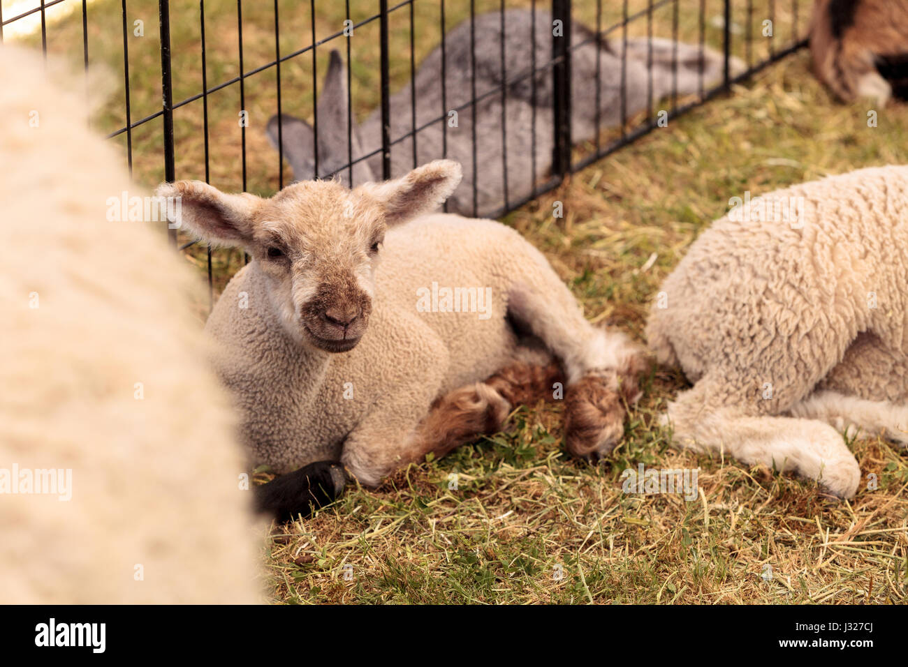 Young lamb sheep rests in a pen on a farm in summer Stock Photo - Alamy