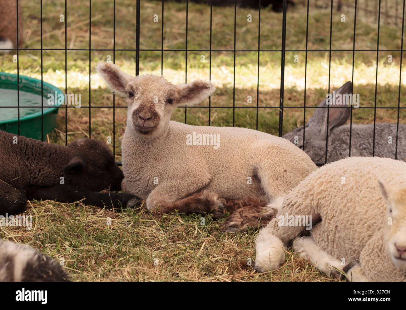 Young lamb sheep rests in a pen on a farm in summer Stock Photo - Alamy