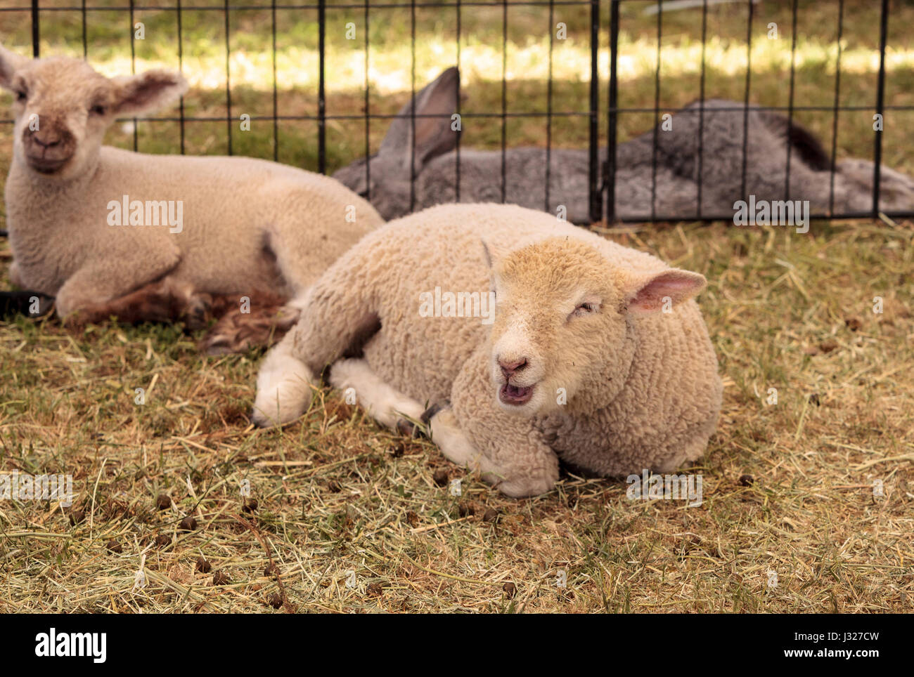 Young lamb sheep rests in a pen on a farm in summer Stock Photo - Alamy