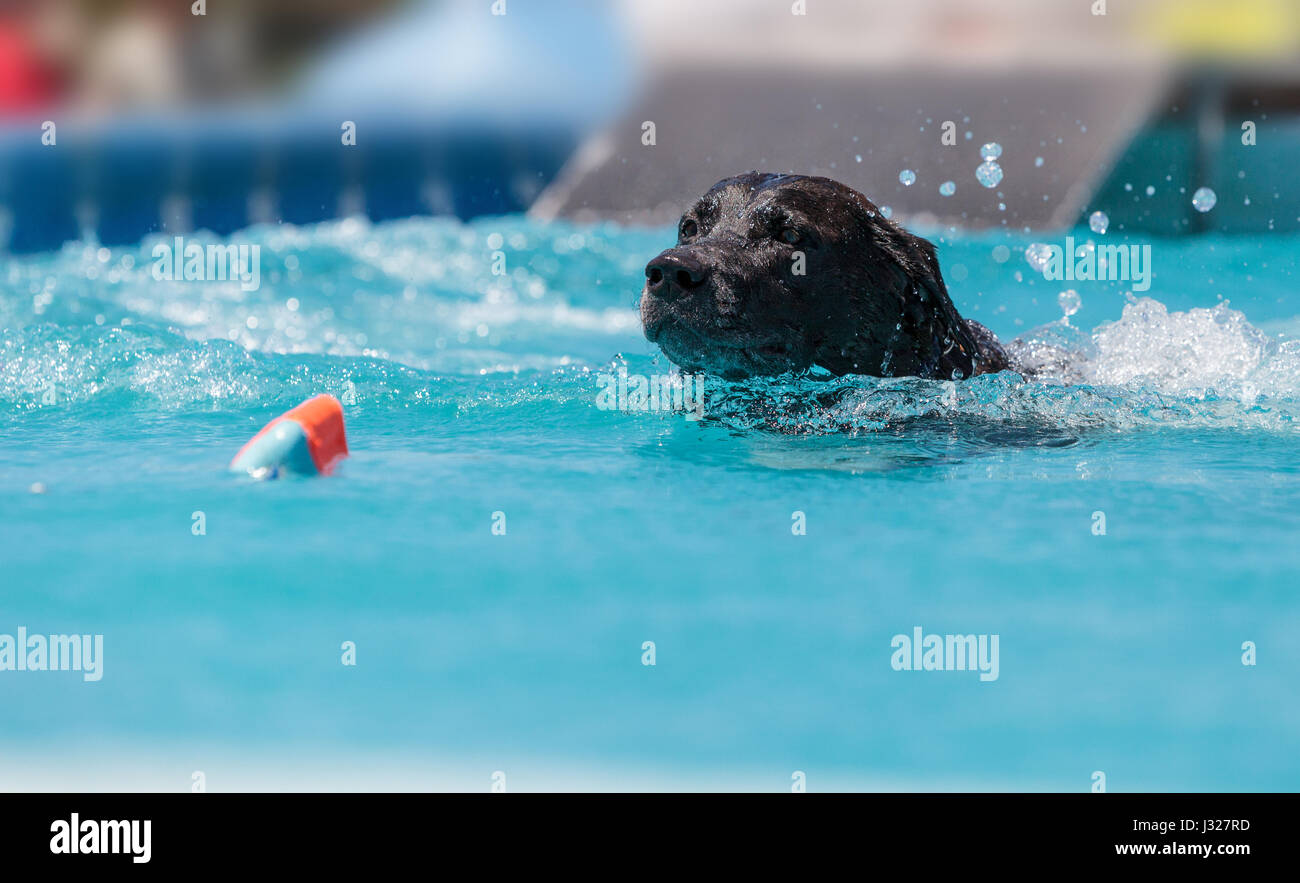 Black Labrador retriever swims with a toy in a pool in summer Stock ...