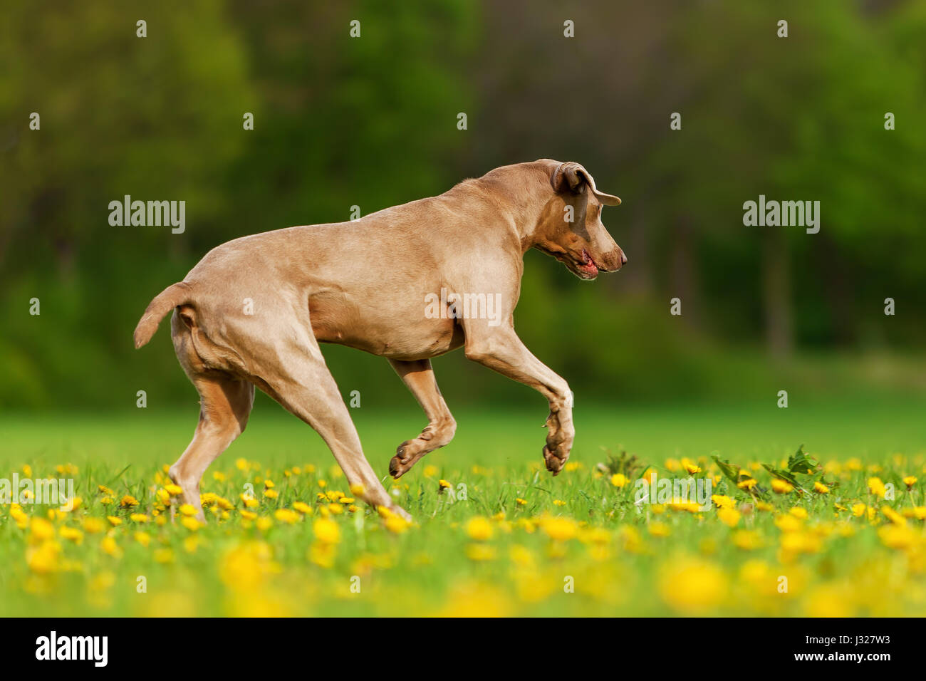 picture of a Weimaraner dog running on the meadow Stock Photo Alamy