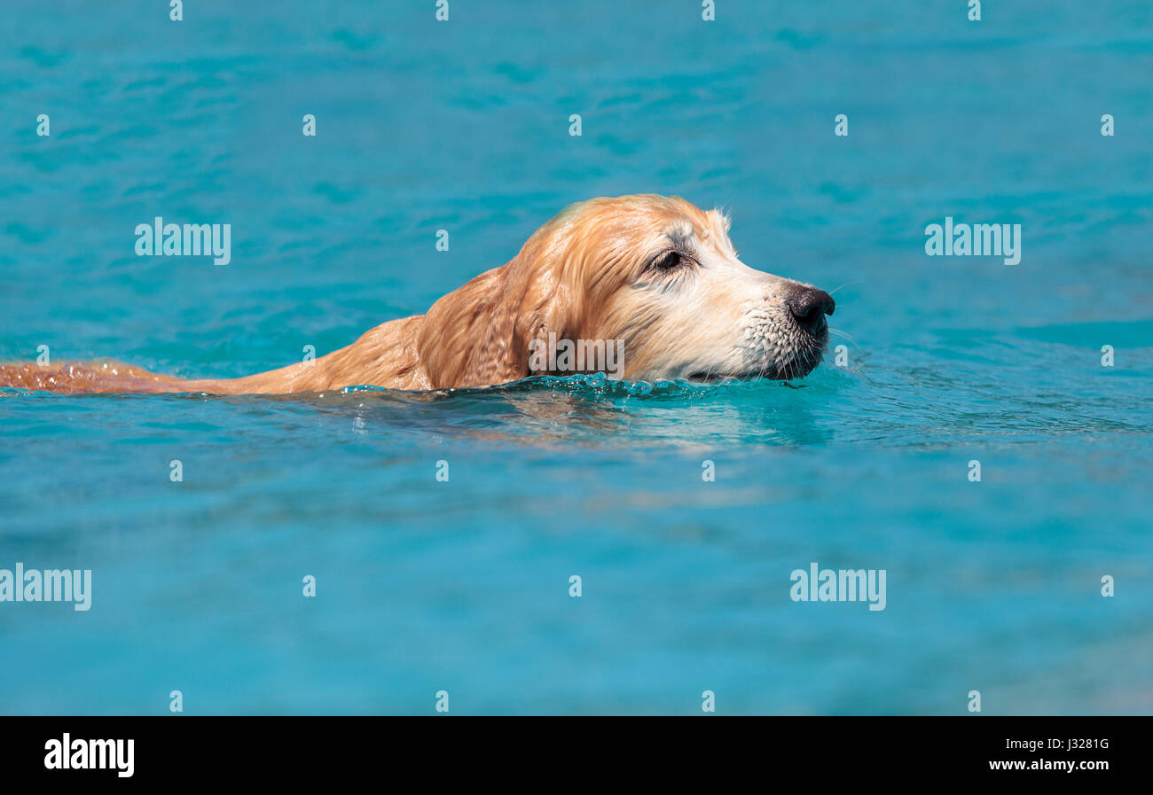 Golden retriever swims with a toy and plays in a pool in summer Stock ...