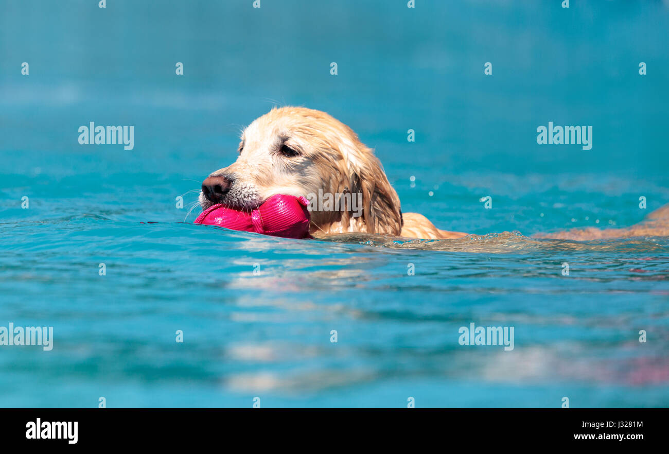Golden retriever swims with a toy and plays in a pool in summer Stock ...