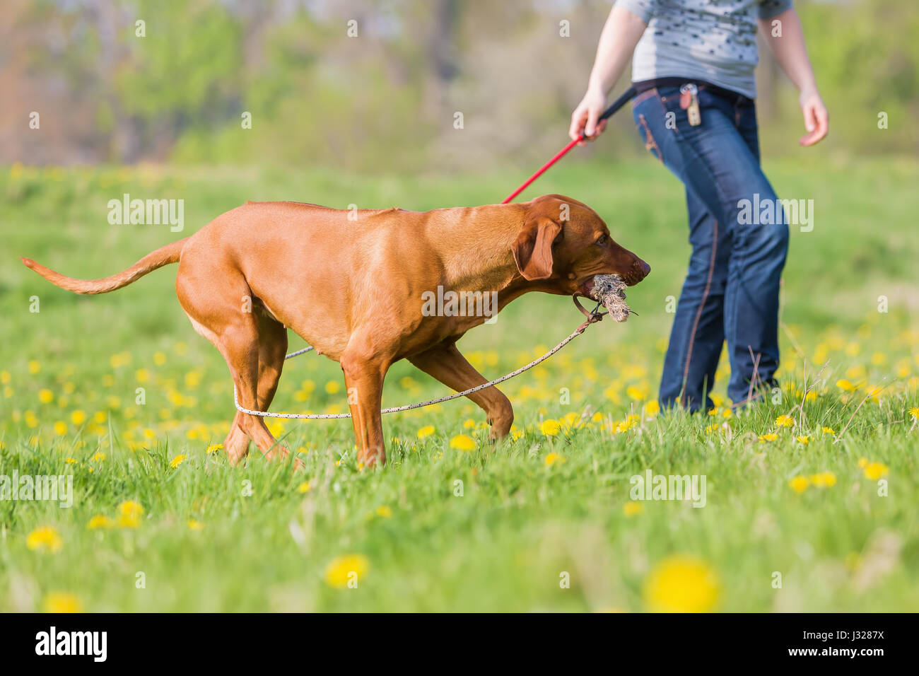 woman plays with a Rhodesian ridgeback dog on the meadow Stock Photo ...
