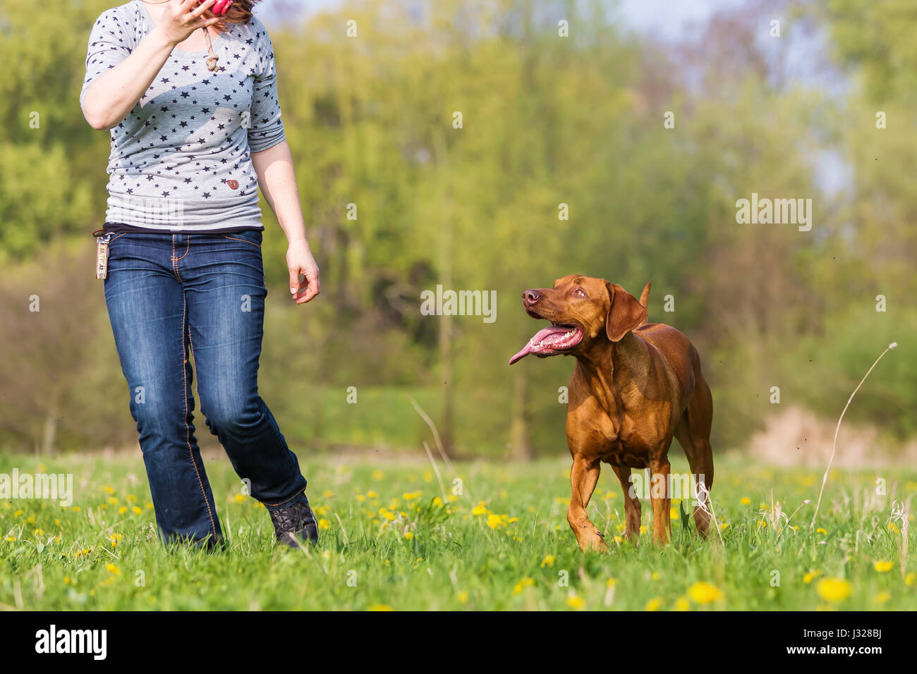woman plays with a Rhodesian ridgeback dog on the meadow Stock Photo ...